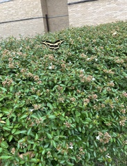 Heraclides cresphontes