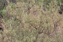 Atriplex canescens
