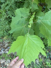 Platanus