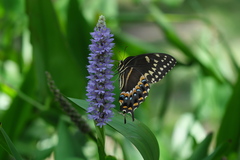 Papilio palamedes