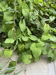Vitis cinerea