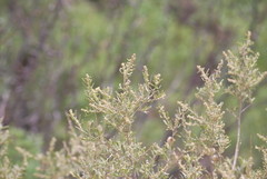 Atriplex canescens