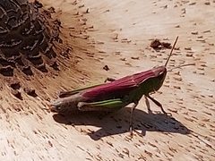 Chorthippus dorsatus