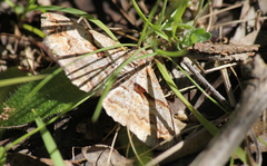 Gastrinodes bitaeniaria