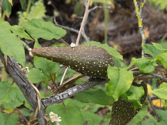 Ibatia