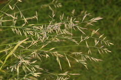 Festuca