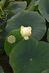 Nelumbo lutea