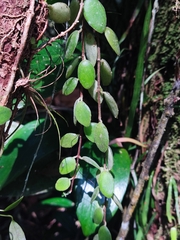 Peperomia