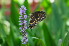 Papilio palamedes