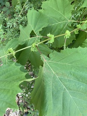 Platanus