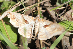 Gastrinodes bitaeniaria