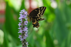 Papilio palamedes