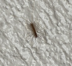 Scutigera coleoptrata