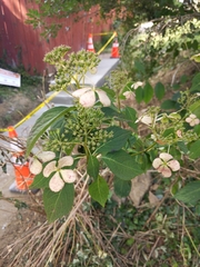 Hydrangea arborescens