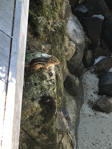 Eastern Chipmunk photographed in Maine