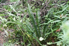 Polystichum lonchitis