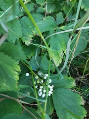 Actaea rubra neglecta