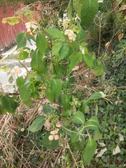 Hydrangea arborescens