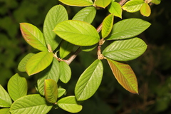 Cotoneaster coriaceus