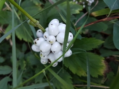 Actaea rubra neglecta