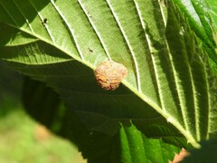 Neolasioptera farinosa