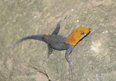 Gonatodes albogularis