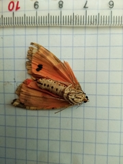 Euplagia quadripunctaria