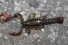 Superstitionia donensis