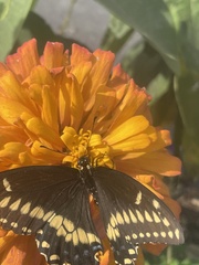 Papilio polyxenes asterius