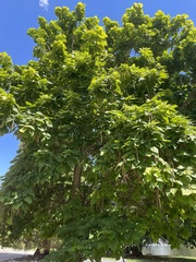 Catalpa speciosa