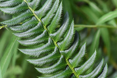 Polystichum lonchitis