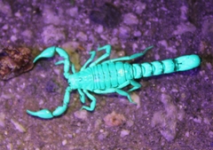 Superstitionia donensis