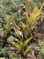 Maianthemum stellatum
