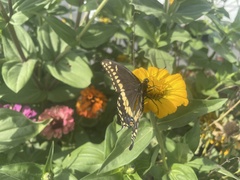 Papilio polyxenes asterius
