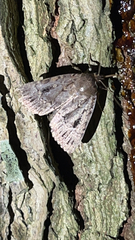 Amphipyra pyramidea