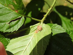 Neolasioptera farinosa