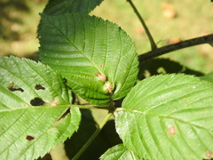 Neolasioptera farinosa
