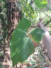 Philodendron