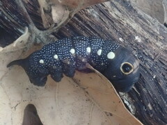 Xylophanes falco