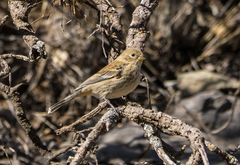 Catamenia analis