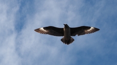 Stercorarius skua