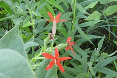 Silene regia