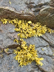 Fucus distichus