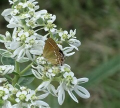 Callophrys gryneus