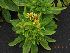 Senecio pseudoarnica