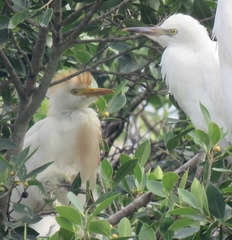 Bubulcus ibis