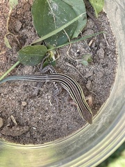 Aspidoscelis sexlineatus