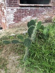 Opuntia