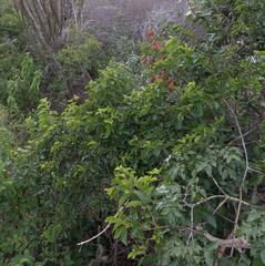 Clematicissus simsiana