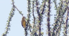 Icterus parisorum